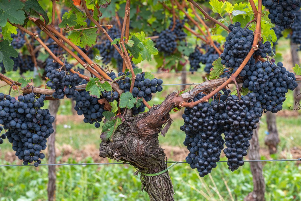 Covenantal Memorial: Remembering the Vine on Memorial Weekend
